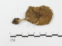 登錄號:F0000567藏品圖，第3張