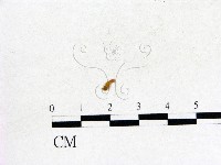 登錄號:F0000568藏品圖，第1張