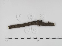 炭角菌屬藏品圖，第3張