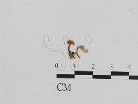 登錄號:F0000573藏品圖，第1張