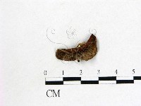 登錄號:F0000576藏品圖，第1張