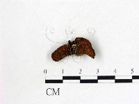 登錄號:F0000576藏品圖，第3張