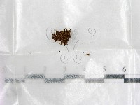 登錄號:F0000582藏品圖，第1張