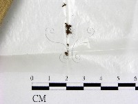 登錄號:F0000583藏品圖，第1張