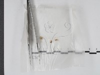 登錄號:F0000586藏品圖，第1張