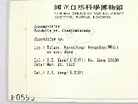 館號:F0000593藏品圖，第2張