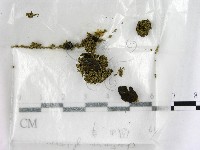 館號:F0000593藏品圖，第1張