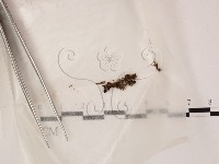 登錄號:F0000594藏品圖，第1張