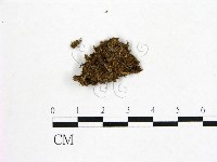 登錄號:F0000596藏品圖，第3張