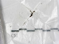 登錄號:F0000597藏品圖，第1張