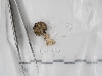 登錄號:F0000600藏品圖，第1張