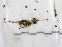 登錄號:F0000601藏品圖，第1張
