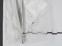 登錄號:F0000602藏品圖，第1張