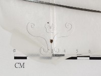 登錄號:F0000611藏品圖，第1張