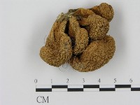 登錄號:F0000612藏品圖，第1張