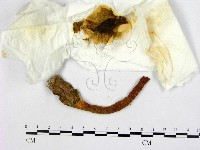 登錄號:F0000613藏品圖，第1張