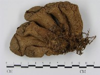 登錄號:F0000614藏品圖，第1張