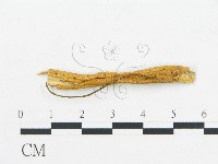 登錄號:F0000615藏品圖，第1張