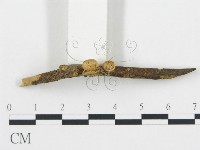 登錄號:F0000616藏品圖，第1張