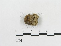 登錄號:F0000619藏品圖，第1張