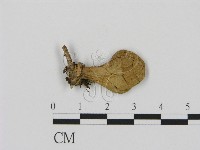 登錄號:F0000620藏品圖，第1張