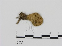 登錄號:F0000620藏品圖，第3張