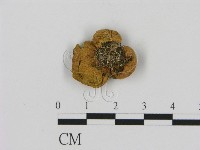 登錄號:F0000621藏品圖，第3張