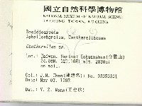 雞油菌屬藏品圖，第2張