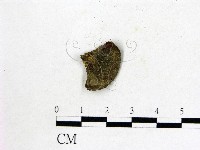 雞油菌屬藏品圖，第1張