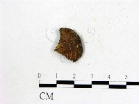 雞油菌屬藏品圖，第3張