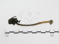登錄號:F0000626藏品圖，第1張