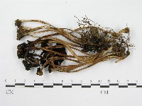 登錄號:F0000626藏品圖，第4張