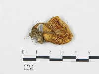 登錄號:F0000627藏品圖，第3張