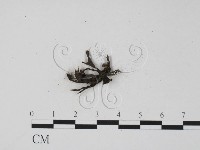 登錄號:F0000630藏品圖，第1張