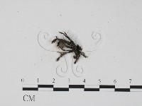 登錄號:F0000630藏品圖，第3張