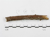 登錄號:F0000631藏品圖，第5張