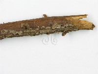 登錄號:F0000631藏品圖，第6張