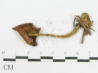 登錄號:F0000632藏品圖，第1張