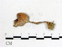 登錄號:F0000633藏品圖，第1張