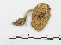登錄號:F0000638藏品圖，第1張