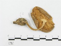 登錄號:F0000638藏品圖，第3張