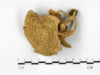 登錄號:F0000640藏品圖，第1張