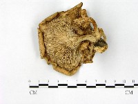 登錄號:F0000640藏品圖，第3張