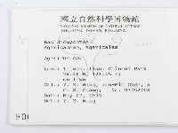 傘菌屬藏品圖，第2張
