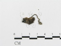 傘菌屬藏品圖，第3張