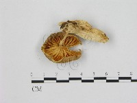 登錄號:F0000651藏品圖，第3張