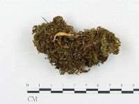登錄號:F0000652藏品圖，第1張