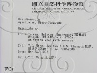 濕傘屬藏品圖，第2張