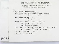 多孔菌屬藏品圖，第2張