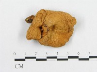 多孔菌屬藏品圖，第3張